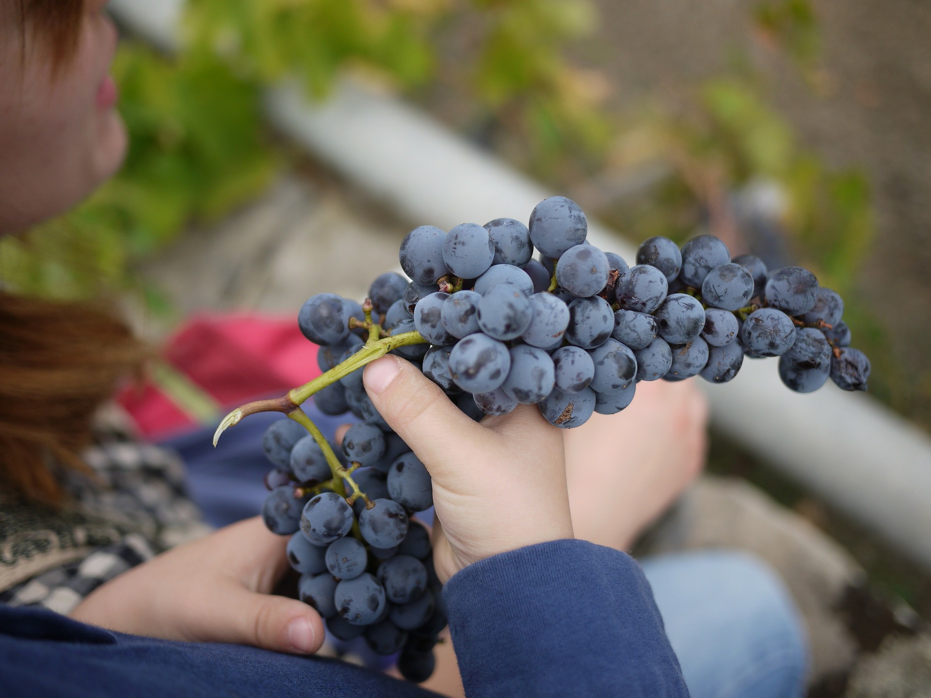 Grape Collection, Tourism - Itineraries - Greek wine