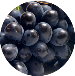 Red variety grapes, Tourism - Itineraries - Greek wine