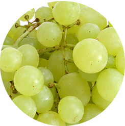 White variety grapes, Tourism - Itineraries - Greek wine