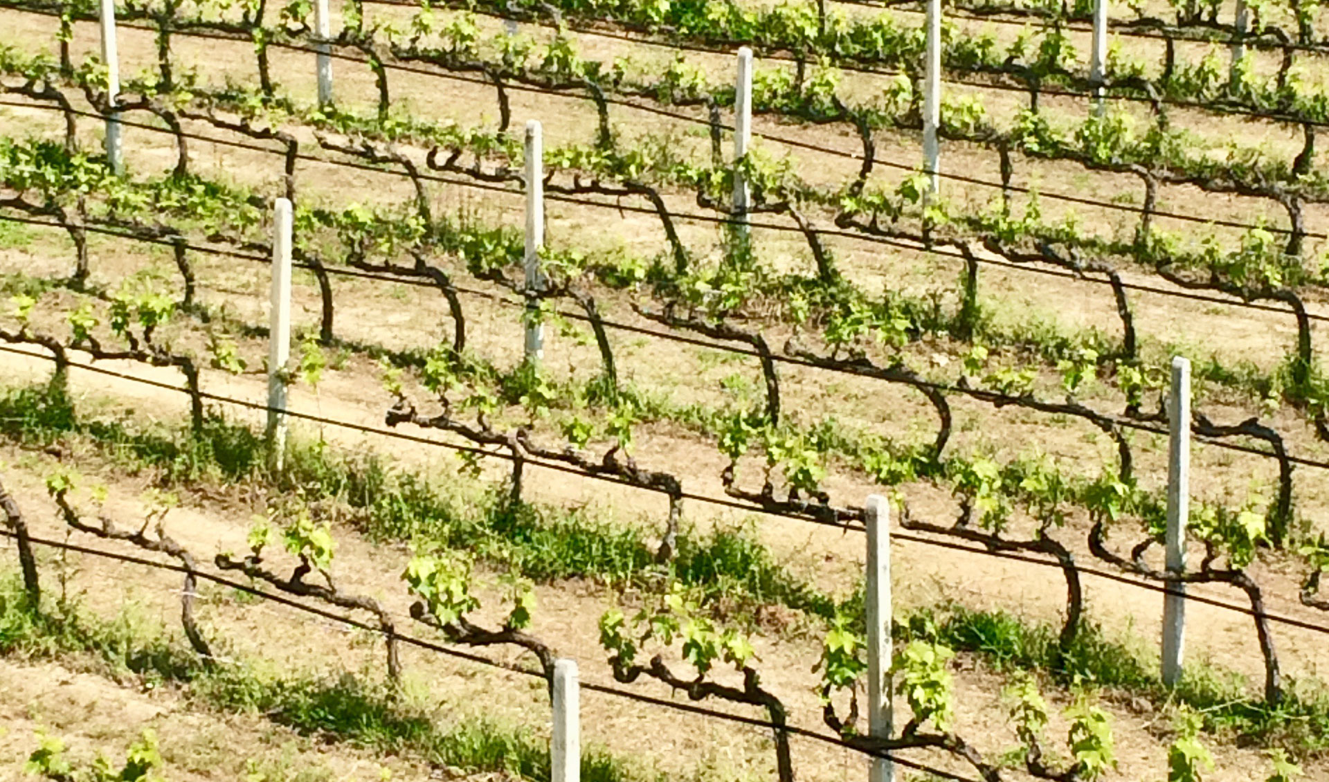 Educational wine trip-grape fields, Tourism - Itineraries - Greek wine