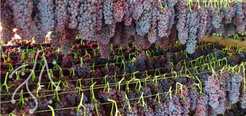 Peloponesse 7 day trip - Itineraries - Margo Wine Routes